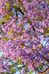 Purple Jacaranda Tree in bloom