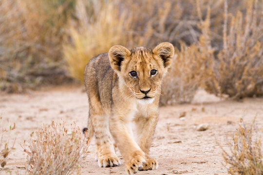 Lion cub camouflaged by cryptic coloring in the Kalahari Desert South Africa