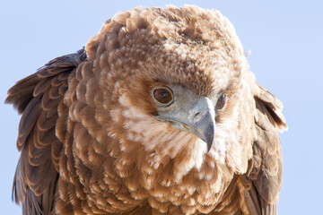 Juvenile Bateleur eagle in head shot portrait