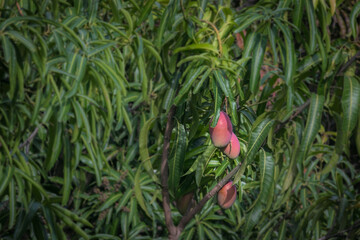 A tilt shift photography of ripe mangoes