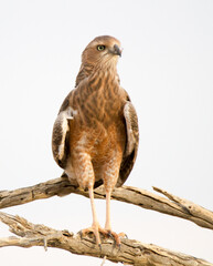 Juvenile Pale Chanting Goshawk in the Kalahari