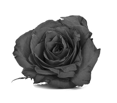 withering black roses isolated on white background