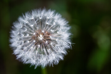 Dandelion Going to Seed