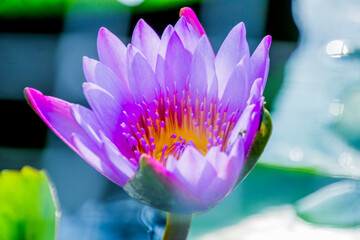 A lotus starting to bloom