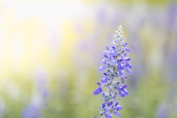 Closeup nature view purple flower on blurred greenery background under sunlight with bokeh and copy space using as background natural plants landscape, ecology cover wallpaper concept.