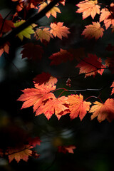red autumn leaves