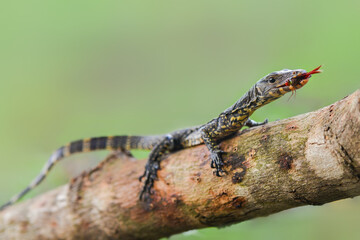 Water monitor lizards in tropical gardens