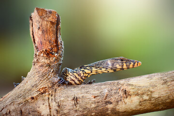Water monitor lizards in tropical gardens