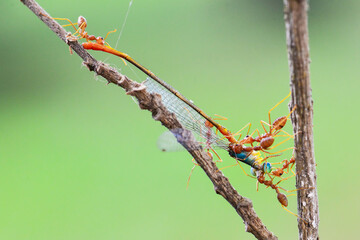 Ants teamworking in preying on tropical gardens