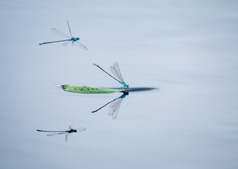 two dragonflies on the lake