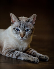  Thai cat with blue eyes  isolated on wooden background
