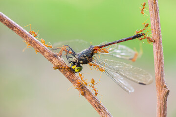 Ants teamworking in preying on tropical gardens