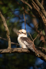 Kookaburra perched on the branch