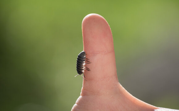 Roly-Poly (Pill Bug) On A Child's Thumb