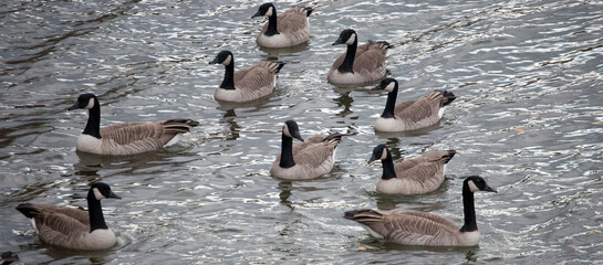 Gaggle of Canadian Geese On The Water