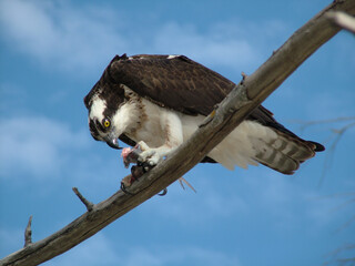 Osprey perched with fish half eaten