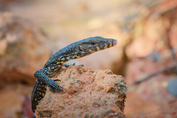 Water monitor lizards in tropical gardens