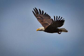 2020-06-01 A BALD EAGLE IN FLIGHT WITH FULLY EXTENDED WINGS WITH A LIGHT BLUE SKY