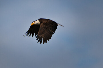 2020-06-01 A BALD EAGLE IN FLIGHT WITH WINGS EXTENDED DOWNWARD