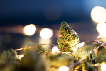 Close up of dried cannabis flower with twinkly lights on a dark background.