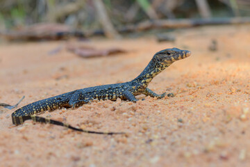 Water monitor lizards in tropical gardens