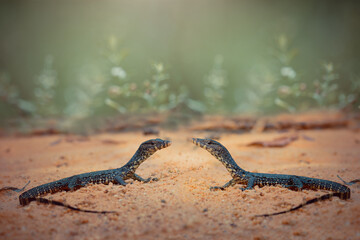 Water monitor lizards in tropical gardens
