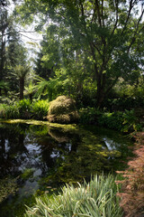 Fototapeta na wymiar a pond in the garden