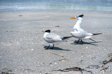 Royal Tern Mating Ritual