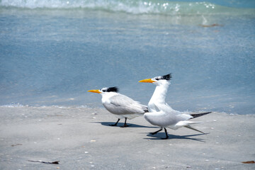 Royal Tern Mating Ritual