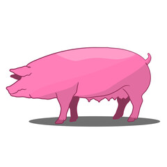 Pink Sow pig standing Left side