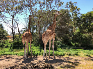 Wildlife and animals at Open Range Zoo