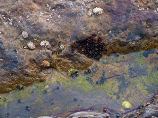 Tidepool, California Coast, USA
