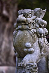 Obraz premium こまいぬ