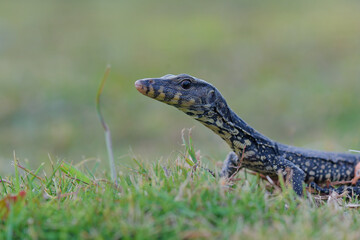 Water monitor lizards in  tropical gardens