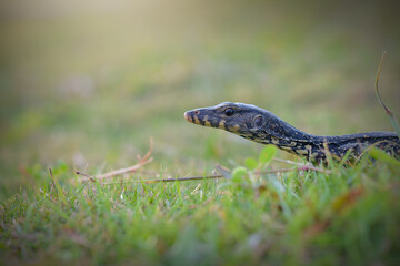Water monitor lizards in  tropical gardens