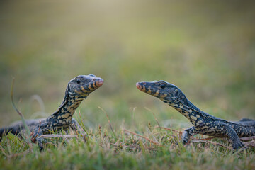 Water monitor lizards in  tropical gardens
