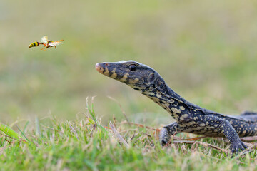 Water monitor lizards in  tropical gardens