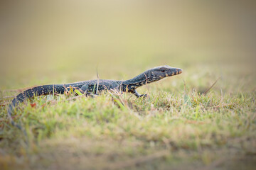 Naklejka premium Water monitor lizards in tropical gardens
