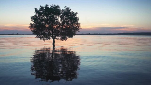 Lonely tree sitting in water at sunset. Kansa, USA