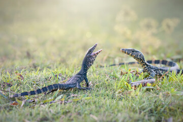 Water monitor lizards in  tropical gardens