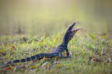 Water monitor lizards in  tropical gardens