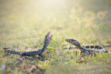 Water monitor lizards in  tropical gardens