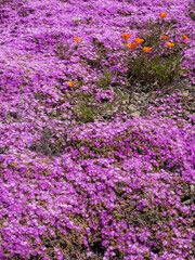 Fototapeta premium Ice Plant Succulents and Orange California Poppy, Big Sur, California, USA