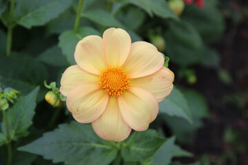 Beautiful flower with gentle yellow-pink petals and extra yellow core.