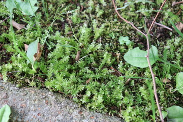 Green soft moss grows on the ground