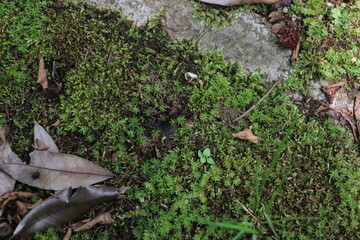 Green soft moss grows on the ground