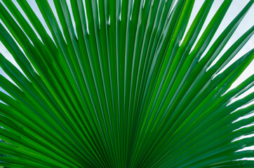 Obraz premium Beautiful green pattern of palm leaf texture