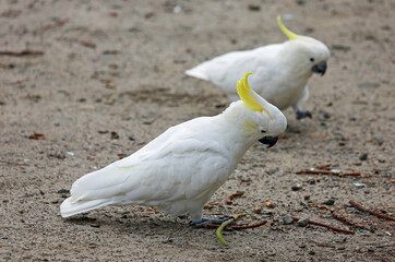Pair of cockatoo on the ground - Sulphur crested cockatoo - Victoria, Australia