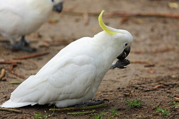 White cockatoo - Sulphur crested cockatoo - Victoria, Australia