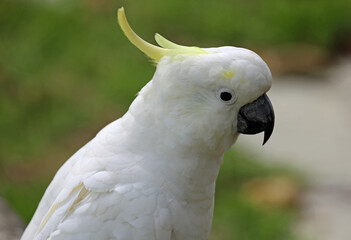 Cockatoo close up - Sulphur crested cockatoo - Victoria, Australia